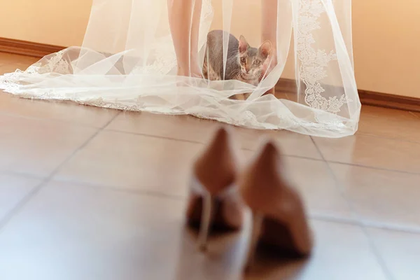 Lustige neugierige Katze sitzt morgens unter dem Schleier der Braut und — Stockfoto