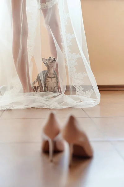 Bride and cat. Cat sits under transparent veil bride's and looks — Stock Photo, Image