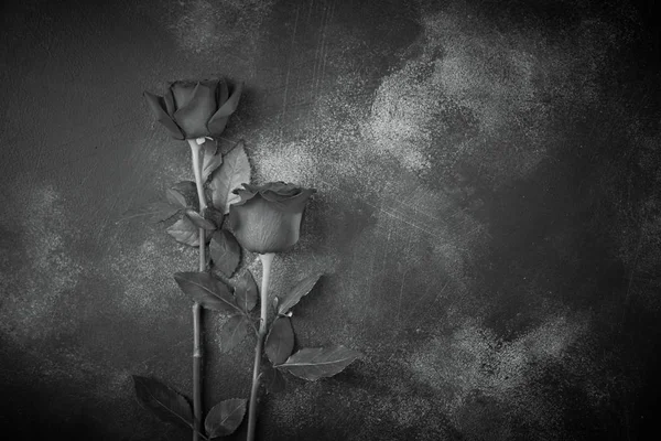 Růže leží na texturované pozadí. Místo pro text. Černobílý obraz. — Stock fotografie