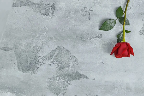 Červené růže leží na pozadí s texturou. Místo pro text. — Stock fotografie