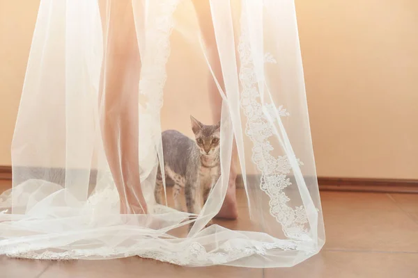 Lustige Katze kletterte unter den Schleier der Braut. — Stockfoto