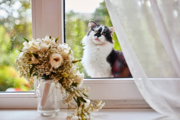 Самотній вуличний кіт стрибнув на підвіконня і сумно дивиться всередину кімнати, де вікно букет наречених — стокове фото