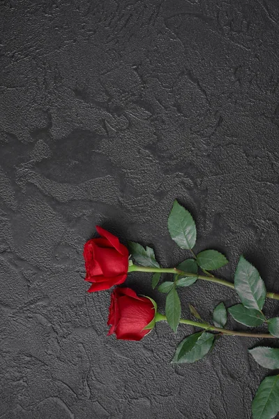 Dos rosas rojas sobre un fondo oscuro de textura negra. Espacio para texto . —  Fotos de Stock