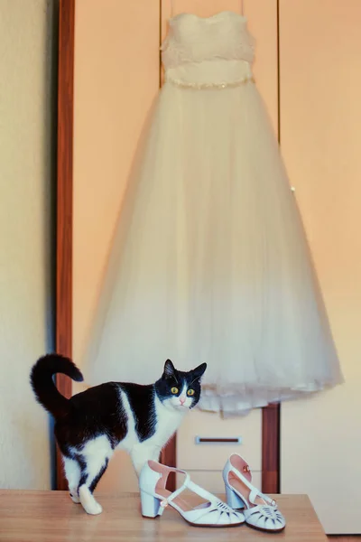 Весела цікава кішка біля весільної сукні своєї коханки — стокове фото
