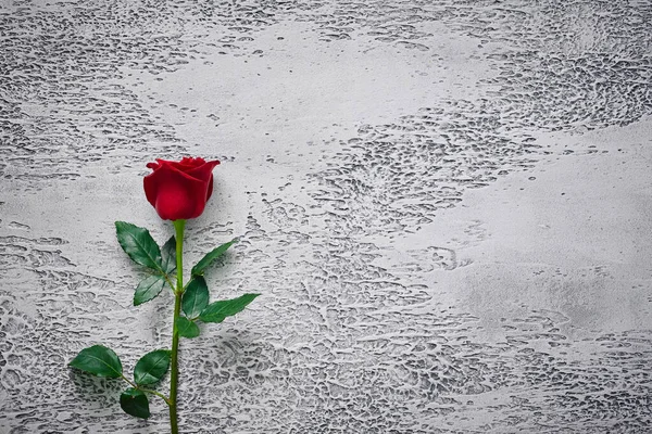 Red roses on a light textured background. Place for text, top vi — Stock Photo, Image