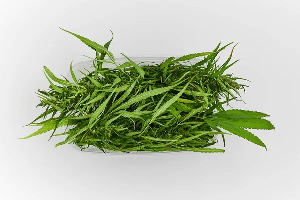 Spousta zelených listů a Cannabis bylinné marihuany v plastikovém co — Stock fotografie