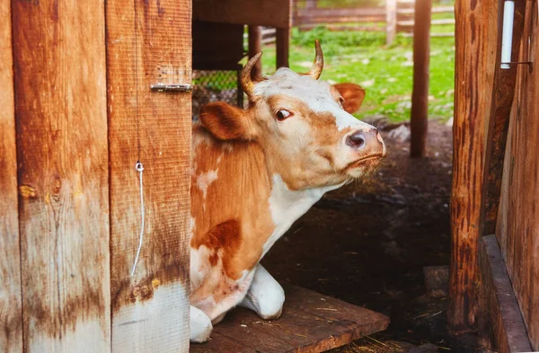Ritratto di vestito bianco-marrone di mucca, si trova nel fienile della fattoria del villaggio con una porta aperta al recinto. E 'entrata nell'ombra dal caldo. — Foto Stock