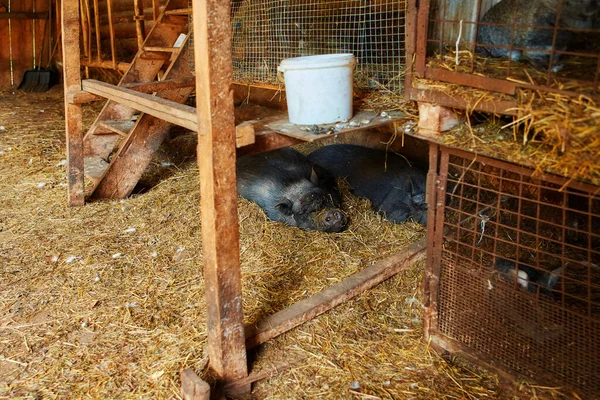 Две большие черные вьетнамские свиньи спят на соломе в открытом сарае. — стоковое фото
