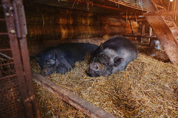Portrait of a Vietnamese pig sleeping peacefully on a pile of straw