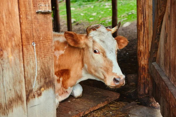 Η αγελάδα βρίσκεται και αναπαύεται στον αχυρώνα του αγροκτήματος του χωριού, κοιτάζοντας έξω από την ανοιχτή ξύλινη πόρτα. Κρύφτηκε στη σκιά από τη ζέστη. — Φωτογραφία Αρχείου