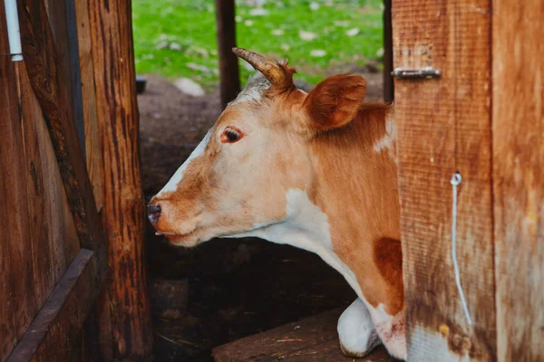 Πορτραίτο αγελαδινού λευκού-καφέ κουστουμιού, βρίσκεται στον αχυρώνα του αγροκτήματος του χωριού με ανοιχτή πόρτα στο μαντρί. Μπήκε στη σκιά από τη ζέστη. — Φωτογραφία Αρχείου