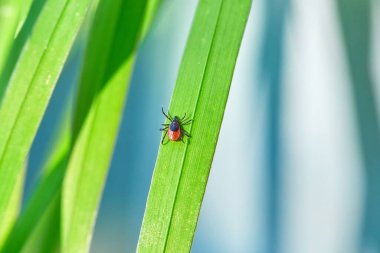 Koyun Kenesi, Ixodes persulcatus.
