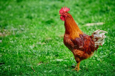 Yeşil çiftlik çimlerinde güzel parlak kırmızı horoz.