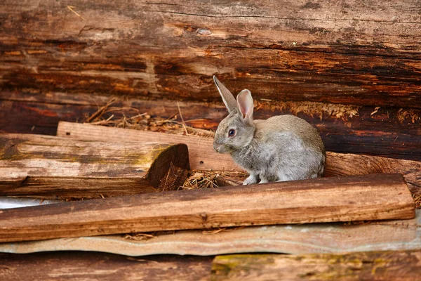 Ein Niedliches Graues Kaninchen Sitzt Der Nähe Einer Blockmauer — Stockfoto