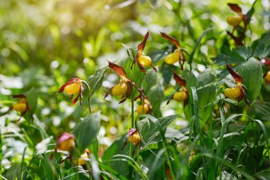 Egzotik vahşi orman orkidelerine yakın çekim. Cypripedium Macranthos bayanı..