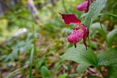Vahşi orman nadir orkide. Hanımefendinin terliği.
