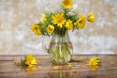 Bahar hala hayattır. Yağmurdan sonra cam bir kavanozda sarı Adonis çiçekleri, hepsi bir su damlasında. Boşluğu kopyala, seçici odak.