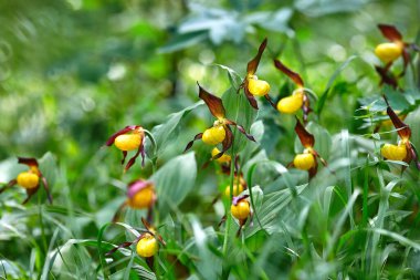 Venüs 'ün ayakkabısı büyük çiçekli. Çiçek açan bir bayanın yakın çekimi. RedCatch soğuk iklimlerde yetişen vahşi bir orkide..