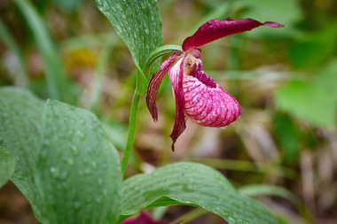 Vahşi orman nadir orkide. Hanımefendinin terliği.