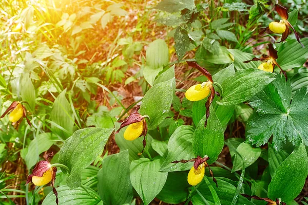 Forêt Sauvage Rare Orchidée Pantoufle Dame — Photo