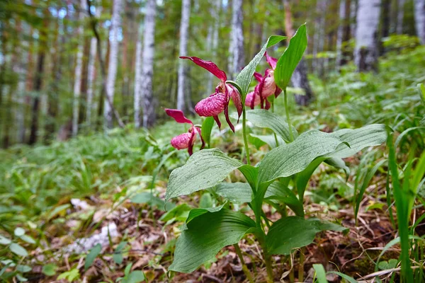 Gros Plan Sur Les Orchidées Exotiques Des Forêts Sauvages Pantoufle — Photo