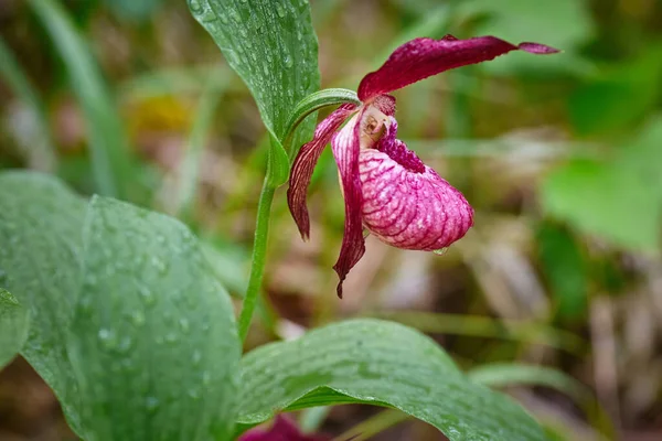 Vahşi orman nadir orkide. Hanımefendinin terliği.