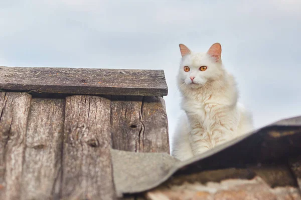 오렌지 고양이가 울타리 — 스톡 사진