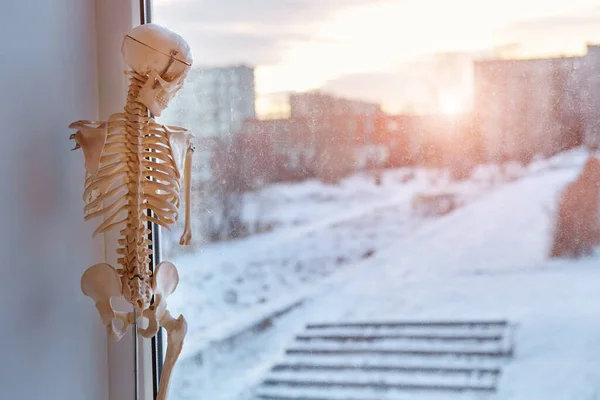 A close up shot of a human body a skeleton a figure standing in the corner of a white window frame looking sadly out on the street at the living life. It is broken and no one needs it. The concept of depression, loneliness.