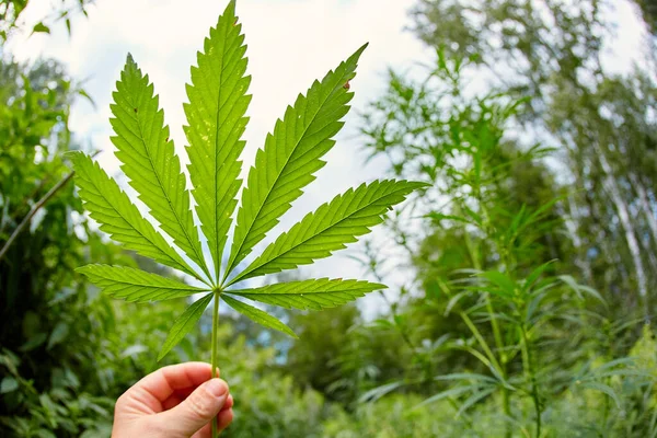 Cannabis Leaves Hemp Stem Outdoors Blue Sky Background — Stock Photo, Image