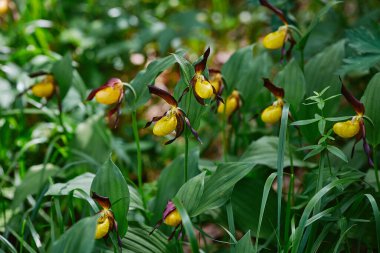 Vahşi orman nadir orkide. Hanımefendinin terliği.