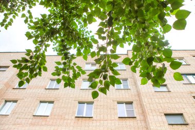 Yaz ya da bahar şehir manzarası - yaprak döken bir ağacın dalları ve arka planda tuğlalardan yapılmış çok katlı bir ev. Şehirdeki geleneksel yerleşim yeri.