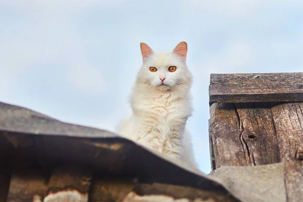 Gato Blanco Con Ojos Anaranjados Sienta Una Vieja Cerca Madera — Foto de Stock