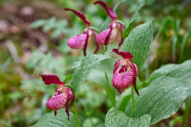 Egzotik vahşi orman orkidelerine yakın çekim. Cypripedium Macranthos bayanı..