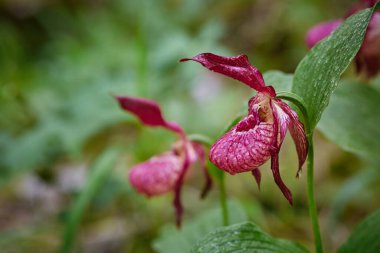 Vahşi orman nadir orkide. Hanımefendinin terliği.