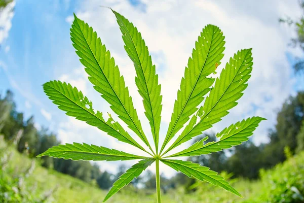 Cannabis Leaves Hemp Stem Outdoors Blue Sky Background — Stock Photo, Image