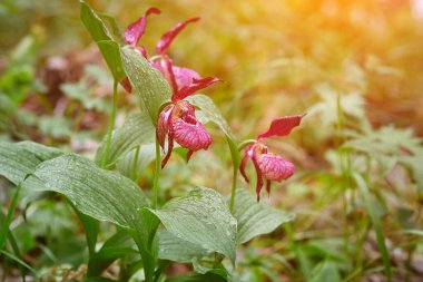 Venüs 'ün ayakkabısı büyük çiçekli. Çiçek açan bir bayanın yakın çekimi. RedCatch soğuk iklimlerde yetişen vahşi bir orkide..