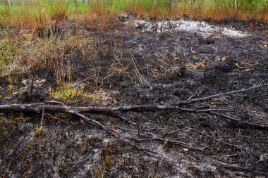 Yerde yanmış bir ağaç gövdesi var. Orman yangını felaketi.