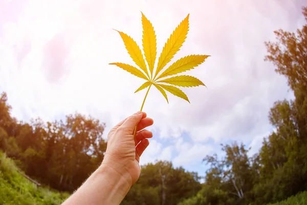 Cannabis Leaves Hemp Stem Outdoors Blue Sky Background — Stock Photo, Image