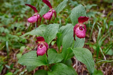 Venüs 'ün ayakkabısı büyük çiçekli. Çiçek açan bir bayanın yakın çekimi. RedCatch soğuk iklimlerde yetişen vahşi bir orkide..