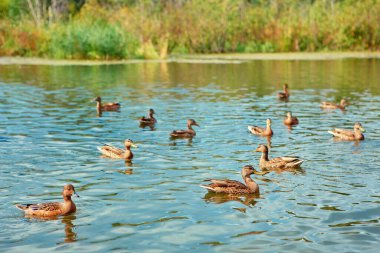 Ördekler sonbahar uçuşundan önce sürü halinde toplanır.