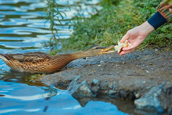 Människan Ger Vild Anka Vitt Bröd Begreppet Kärlek Och Respekt — Stockfoto