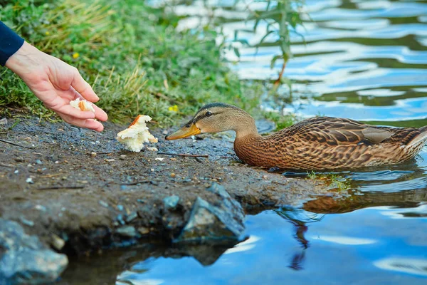 野生のアヒルは人間の手からパンを食べる 自然への愛と尊敬の概念 — ストック写真