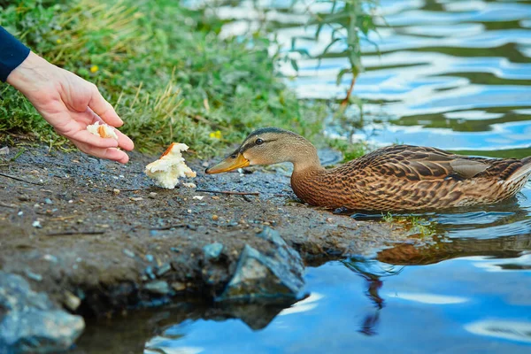 Een Wilde Eend Eet Brood Van Een Menselijke Hand Het — Stockfoto