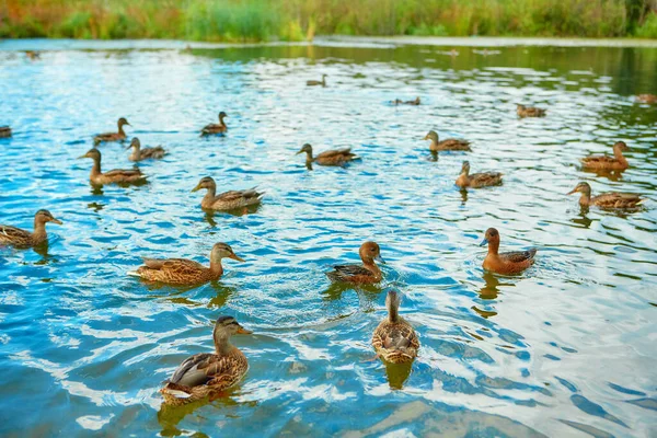 秋の飛行の前に群れでアヒルが集まります — ストック写真