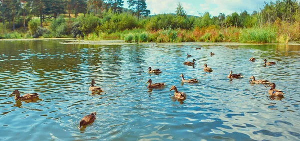 Les canards sauvages nagent dans un étang marécageux — Photo