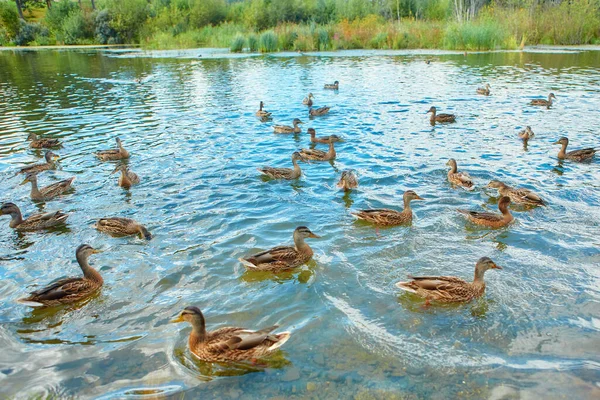 Er zwemt een grote kudde wilde eenden in het moeras. Doel van de seizoensgebonden jacht op watervogels. — Stockfoto