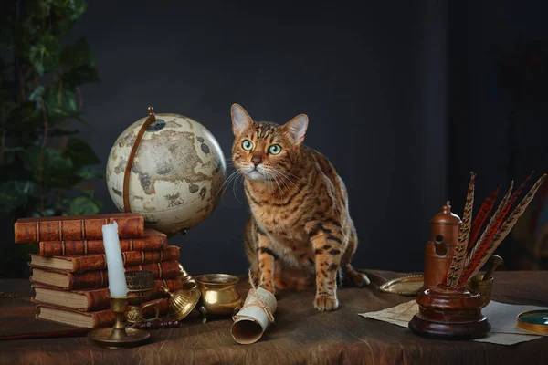 Gato Bengala Artículos Vintage Libros Manuscritos Sobre Mesa Sobre Fondo — Foto de Stock