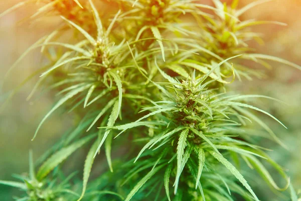 Wild Female Hemp Cannabis Sativa Plant Medical Cannabis Nature Blur — Stock Photo, Image