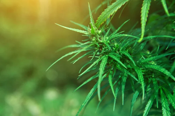 Wild Female Hemp Cannabis Sativa Plant Medical Cannabis Nature Blur — Stock Photo, Image