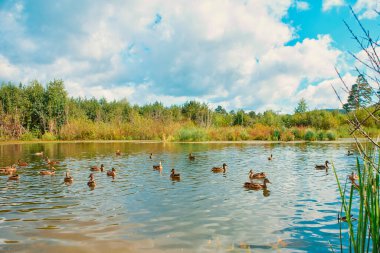 Doğal su deposunda yüzen bir sürü vahşi ördek var..